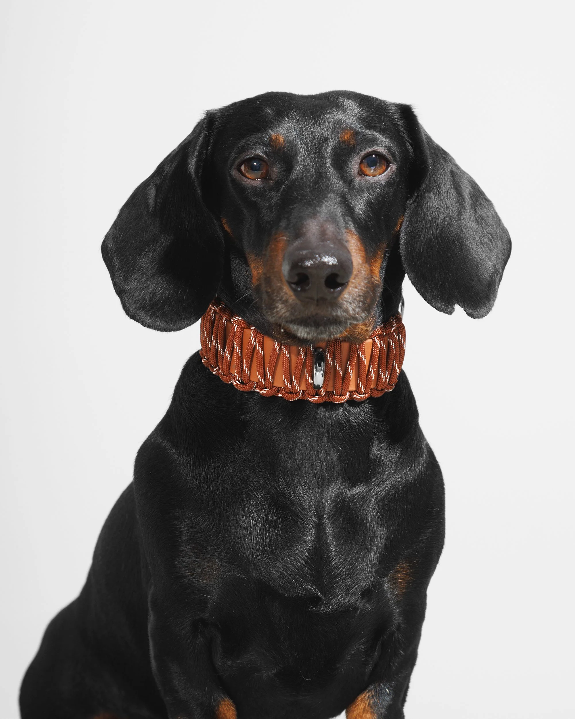 BOLD COLLAR in Baby Blue — VALKA KUKUR Modern sophsticated leashes